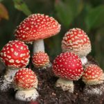 Ruba funghi velenosi e li mangia: ricoverato un tifoso juventino del pisano