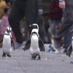 Cambiamento climatico, pinguini a Campo di Marte: partita rinviata?